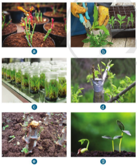  Nhân giống cây trồng