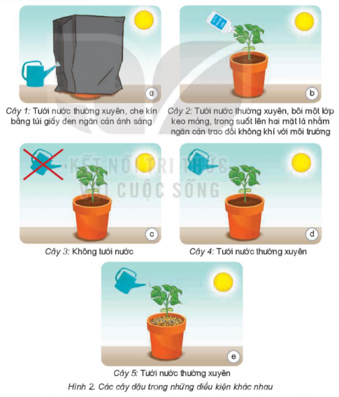  Các cây đậu được đặt trong điều kiện như thế nào?