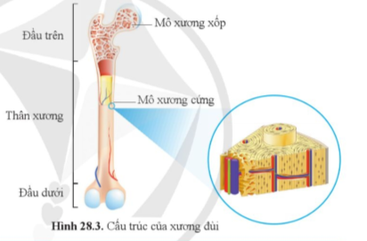 Quan sát hình 28.3, cho biêt sự phụ thuộc giữa cấu tạo và chức năng của xương đùi.