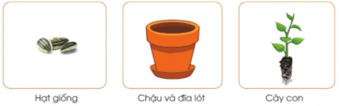 Dựa vào các hình gợi ý dưới đây, hãy kể tên những vật liệu, vật dụng và dụng cụ cần thiết để gieo hạt, trồng cây con trong chậu