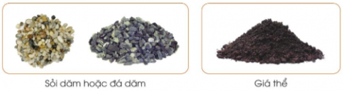 Dựa vào các hình gợi ý dưới đây, hãy kể tên những vật liệu, vật dụng và dụng cụ cần thiết để gieo hạt, trồng cây con trong chậu