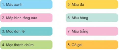 Em hãy quan sát và mô tả đặc điểm lá, hoa của các loại hoa hồng trong Hình 1 bằng cách sử dụng các thẻ gợi ý sau