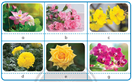 Em hãy quan sát và cho biết tên các loại hoa có trong hình dưới đây