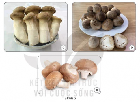 nấm mỡ, nấm đùi gà, nấm rơm.