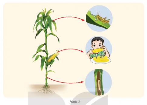 Thức ăn của động vật và con người được lấy từ đâu? Các bộ phận nào của cây ngô có thể được dùng làm thức ăn cho con người và động vật?