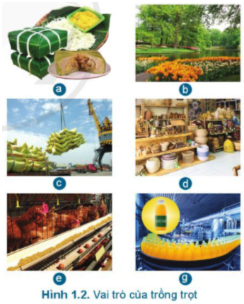 Giới thiệu chung về trồng trọt