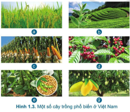 Giới thiệu chung về trồng trọt