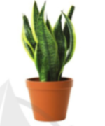 Em hãy đọc thông tin, quan sát hình ảnh và mô tả đặc điểm của cây lưỡi hổ