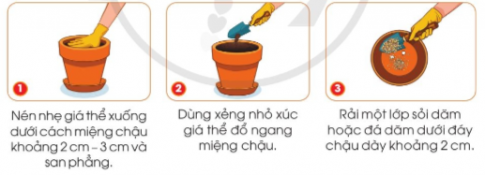 Sắp xếp các hình dưới đây theo đúng trình tự các thao tác cho giá thể vào chậu