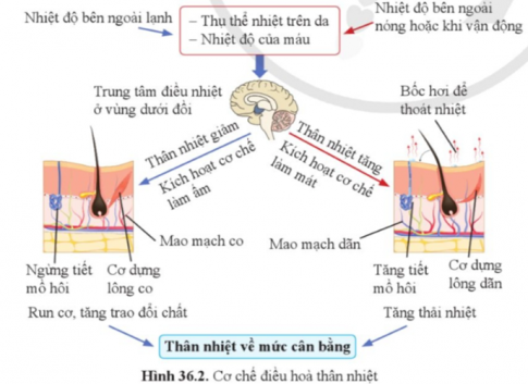 Quan sát hình 36.2 và cho biết khi trời nóng và khi trời lạnh, các mạch máu dưới da, tuyến mồ hôi và các cơ dựng lông hoạt động như thế nào.