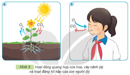 Hình 3 thể hiện vai trò gì của hoa, cây cảnh đối với con người