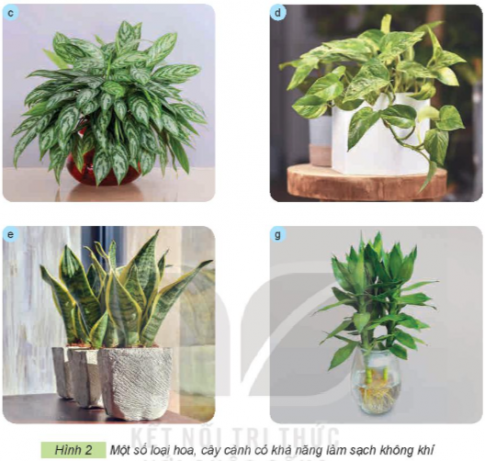 Em hãy sử dụng các thẻ dưới đây để gọi tên các loại hoa, cây cảnh có khả năng làm sạch không khí trong Hình 2