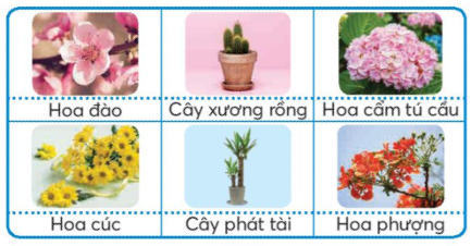 Em hãy quan sát và mô tả đặc điểm của các loại hoa, cây cảnh có trong hình dưới đây