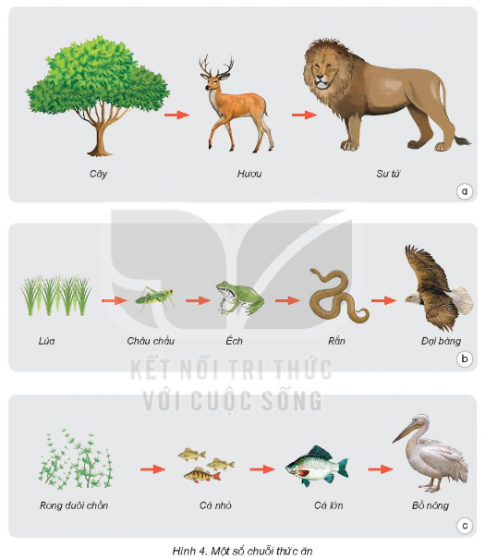 Quan sát hình 4 và nêu điểm chung của ba chuỗi thức ăn.