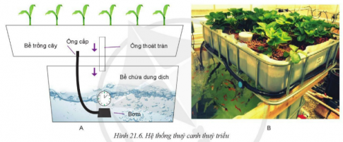 Giải bài 21 Công nghệ trồng cây không dùng đất