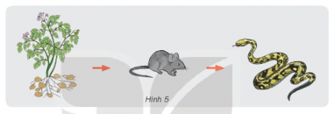 Nếu khoai tây bị mất mùa, số lượng chuột và rắn sẽ thay đổi như thế nào?