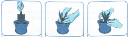 Em hãy viết tên các bước thực hành trồng cây lưỡi hổ trong chậu vào chỗ trống sao cho đúng với hình minh hoạ dưới đây.