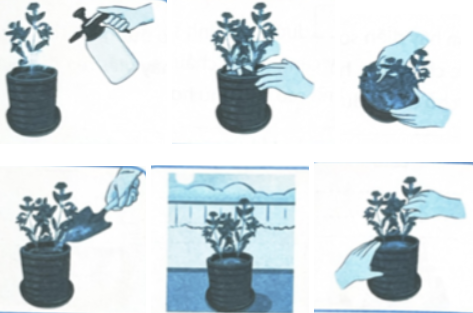 Em hãy viết vào chỗ trống dưới mỗi hình tên các công việc chăm sóc cây dừa cạn.