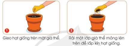 Dựa vào hình và thông tin gợi ý dưới đây, hãy nêu các thao tác gieo hạt trong chậu
