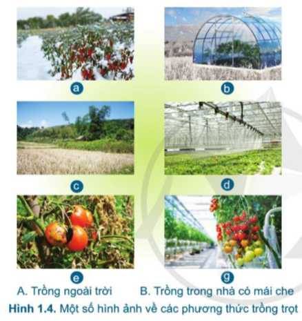 Giới thiệu chung về trồng trọt