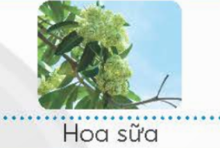 Em hãy nối thẻ mô tả đặc điểm, ý nghĩa của loại hoa, cây cảnh với hình ảnh minh hoạ sao cho phù hợp.