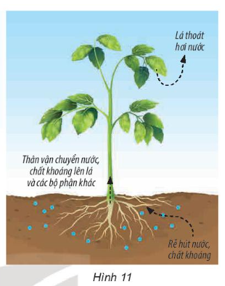 Quan sát hình 11, mô tả sự trao đổi nước, chất khoáng của thực vật với môi trường.