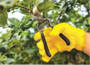 Em hãy điền vào chỗ trống trong bảng dưới đây cách sử dụng một số dụng cụ trồng hoa và cây cảnh.