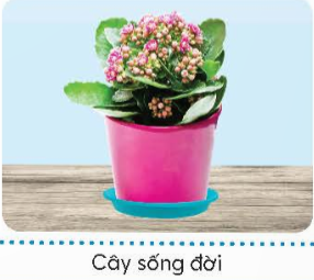 Em hãy nối các thẻ mô tả lợi ích hoa, cây cảnh với hình ảnh minh hoạ sao cho phù hợp.