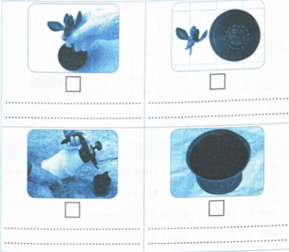 Em hãy điền số vào ô dưới mỗi hình sao cho đúng với thứ tự các bước trồng cây hoa trong chậu và viết tên vào chỗ trống sao cho phù hợp.