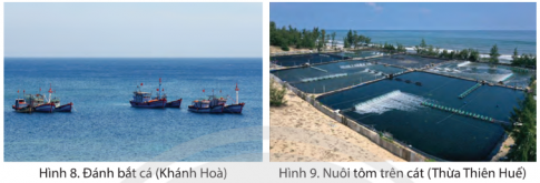 Quan sát hình 8, hình 9 và đọc thông tin, em hãy kể tên một số hải sản nổi tiếng ở vùng Duyên hải miền Trung.