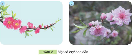 Em hãy quan sát Hình 2 và nêu đặc điểm khác nhau giữa hai loại hoa đào trong hình
