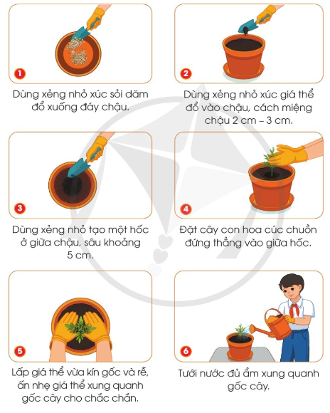 Quan sát hình và mô tả các thao tác trồng cây hoa cúc chuồn trong chậu