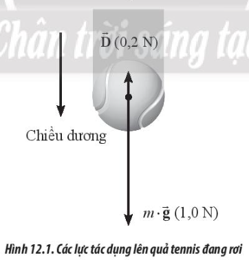 Hình 12.1 biểu diễn các lực tác dụng lên quả tennis đang rơi thẳng đứng.