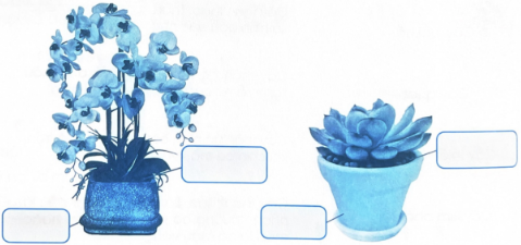 Điền từ hoặc cụm từ “Chậu” và “Giá thể” vào ô trống thích hợp trong các hình dưới đây.