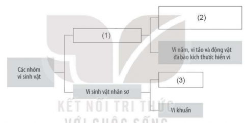 Điền các cụm từ thích hợp thay cho các số trong sơ đồ phân chia các nhóm vi sinh vật dưới đây
