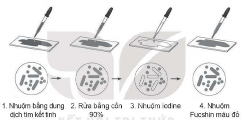 Sắp xếp các bước trong quy trình nhuộm Gram dưới đây theo đúng trình tự và chú thích vi khuẩn Gram âm, vi khuẩn Gram dương vào hình