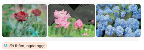 Tìm 1 - 2 từ ngữ chỉ hình dáng, màu sắc, hương thơm của mỗi loại hoa trong hình. 