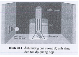 Một số học sinh nghiên cứu ảnh hưởng của cường độ ánh sáng đến tốc độ quang hợp.
