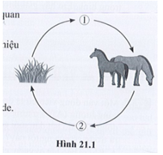 Hình 21.1 là sơ đồ thể hiện mối quan hệ giữa quang hợp và hô hấp tế bào. Chú thích nào sau đây là đúng với kí hiệu (1), (2) trong hình?