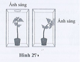 Quan sát hình 27 và nhận xét về hiện tượng thân của hai cây đậu. Giải thích tại sao có sự khác nhau.