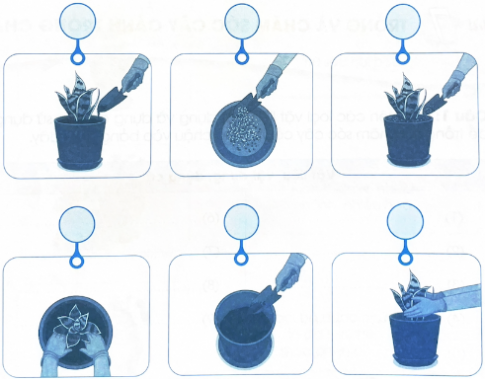 Viết số vào ô tròn trong các hình dưới đây theo đúng thứ tự các thao tác trồng cây cảnh trong chậu.