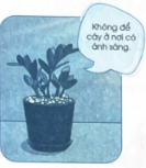 Đánh dấu ✓ vào ô trống đúng hoặc sai dưới mỗi hình để nhận xét về kĩ thuật chăm sóc cây cảnh sau đây.