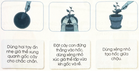 Nối câu mô tả thao tác trồng cây con với hình ảnh cho phù hợp.
