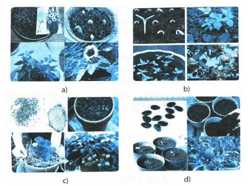 Bài tập 7. Sắp xếp các ảnh trong mỗi hình dưới đây theo đúng thứ tự các bước gieo hạt hoa, cây cảnh trong chậu.