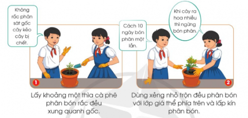 Quan sát hình và đọc thông tin dưới đây, em hãy mô tả công việc phân bón cho cây hoa cúc chuồn trồng trong chậu