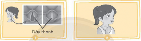 Khi ta nói, hai dây thanh trong thanh quản ở cổ rung động và phát ra âm thanh (hình 1). Đặt hai ngón tay lên hai bên cổ và nói (hình 2).