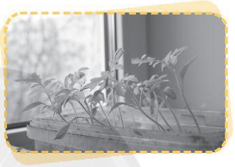 Quan sát hình và viết nội dung mô tả vai trò của ánh sáng đối với đời sống của con người, động vật và thực vật theo nội dung mỗi hình sau.