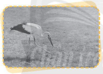 Quan sát hình và viết nội dung mô tả vai trò của ánh sáng đối với đời sống của con người, động vật và thực vật theo nội dung mỗi hình sau.