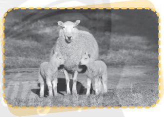 Quan sát hình và viết nội dung mô tả vai trò của ánh sáng đối với đời sống của con người, động vật và thực vật theo nội dung mỗi hình sau.