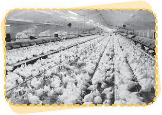 Quan sát hình và viết nội dung mô tả vai trò của ánh sáng đối với đời sống của con người, động vật và thực vật theo nội dung mỗi hình sau.